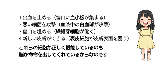 傷が治癒する過程